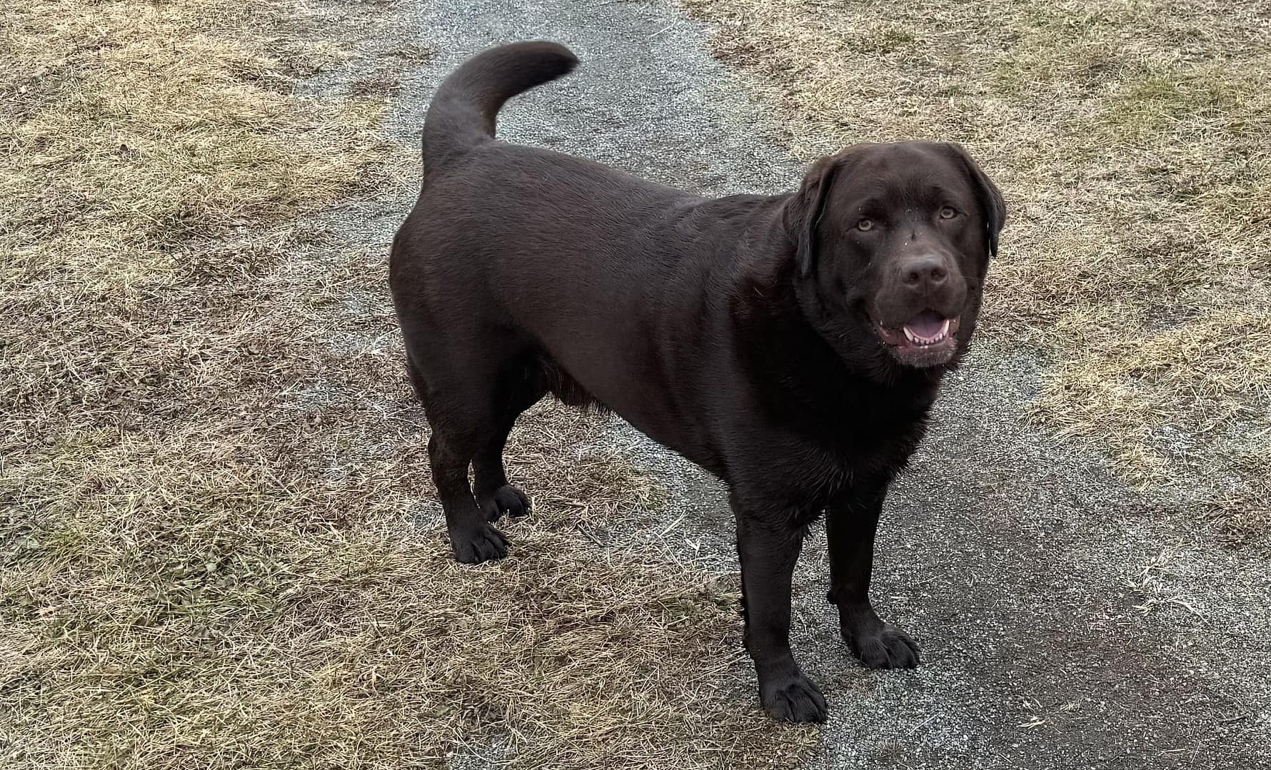 Bruno, a chocolate Labrador and the company mascot, stands on a gravel path, surrounded by dry grass, looking toward the camera. He joins Shawn on roofing and construction sites